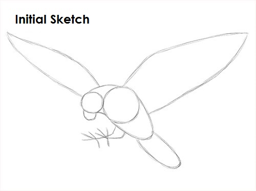 Falcon Bird Sketch Draw a Falcon Sketch