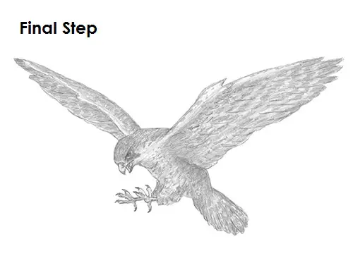 Falcon Bird Drawing How to Draw a Falcon