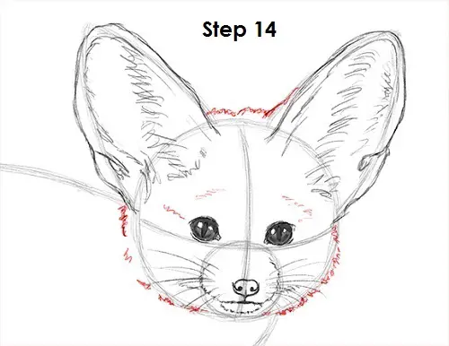 Fennec Fox Drawing 14 Draw Fennec Fox 14