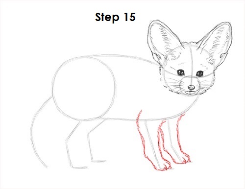 Fennec Fox Drawing 15 Draw Fennec Fox 15