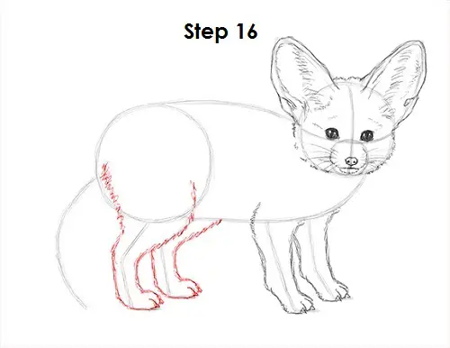 Fennec Fox Drawing 16 Draw Fennec Fox 16