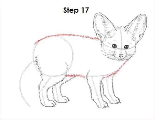 Fennec Fox Drawing 17 Draw Fennec Fox 17