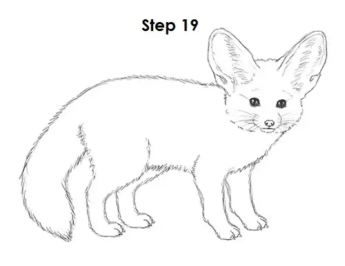 Fennec Fox Drawing 19 Draw Fennec Fox 19