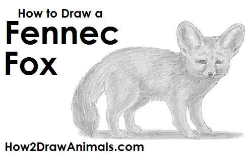 Fennec Fox Drawing Draw a Fennec Fox