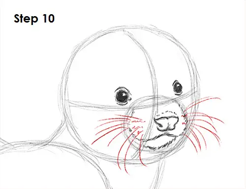 Ferret Drawing 10 Draw Ferret 10