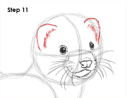 Ferret Drawing 11 Draw Ferret 11