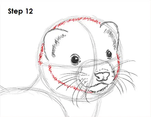 Ferret Drawing 12 Draw Ferret 12