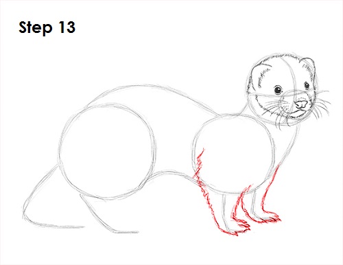 Ferret Drawing 13 Draw Ferret 13