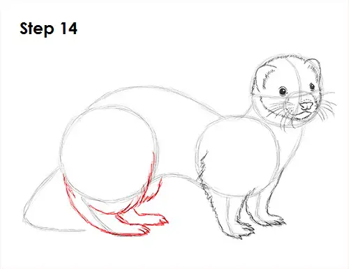 Ferret Drawing 14 Draw Ferret 14