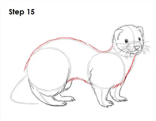 Ferret Drawing 15 Draw Ferret 15