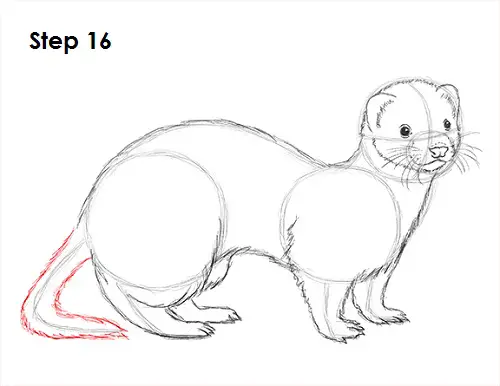 Ferret Drawing 16 Draw Ferret 16