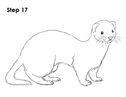 draw ferret 17