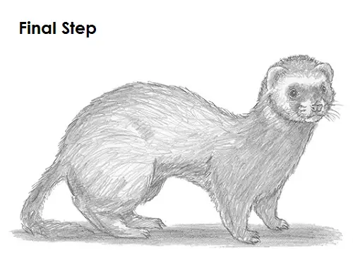 draw ferret