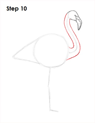 Flamingo Bird Drawing 10 Draw Flamingo Bird 10