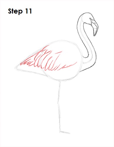 Flamingo Bird Drawing 11 Draw Flamingo Bird 11
