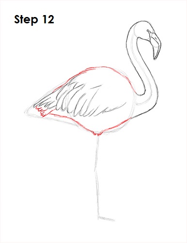 Flamingo Bird Drawing 12 Draw Flamingo Bird 12