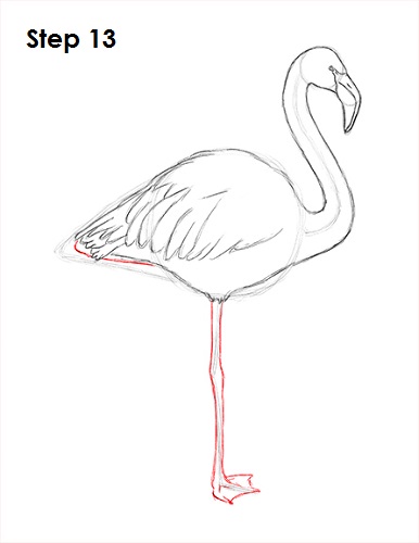 Flamingo Bird Drawing 13 Draw Flamingo Bird 13