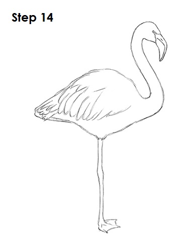 Flamingo Bird Drawing 14 Draw Flamingo Bird 14