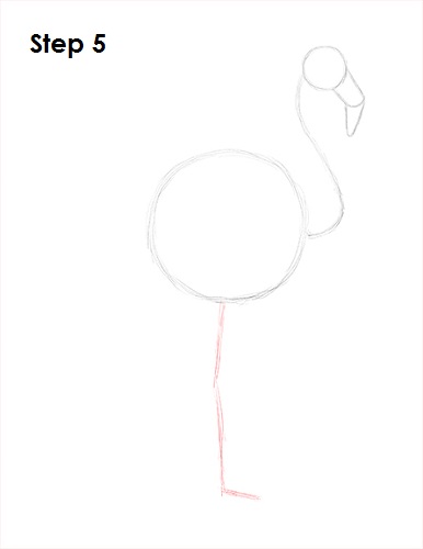 Flamingo Bird Drawing 5 Draw Flamingo Bird 5