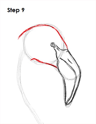 Flamingo Bird Drawing 9 Draw Flamingo Bird 9