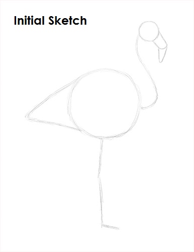 Flamingo Bird Drawing Sketch Draw Flamingo Bird Sketch