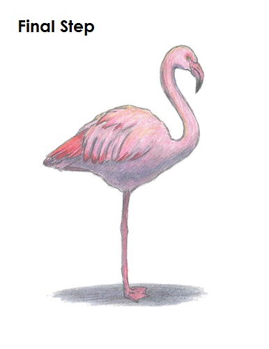 Flamingo Bird Drawing Draw Flamingo Bird