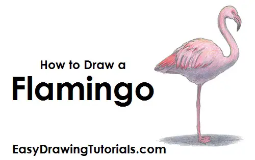 Flamingo Bird Drawing Draw Flamingo Bird