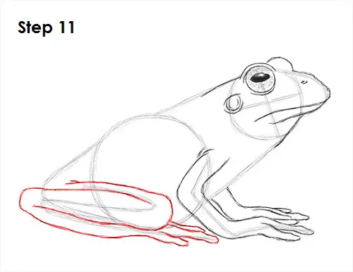 Frog Drawing 11 Draw Frog 11