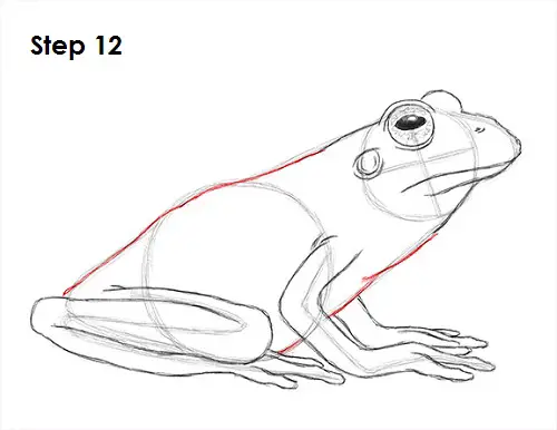 Frog Drawing 12 Draw Frog 12