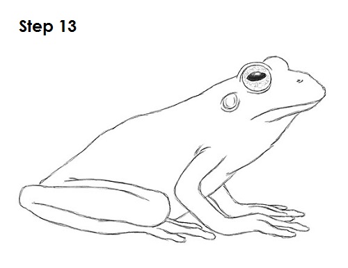 Frog Drawing 13 Draw Frog 13