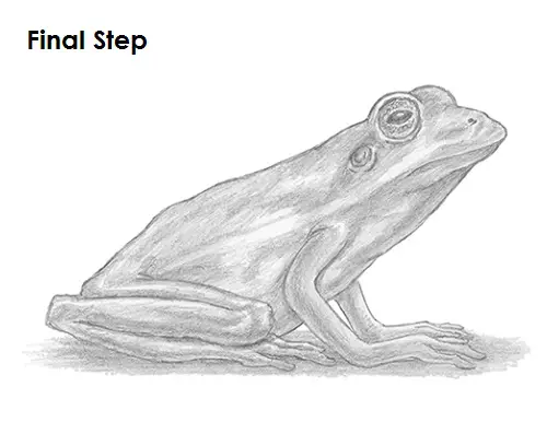 Frog Drawing Draw Frog