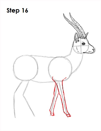 Gazelle Drawing 16 Draw Gazelle 16