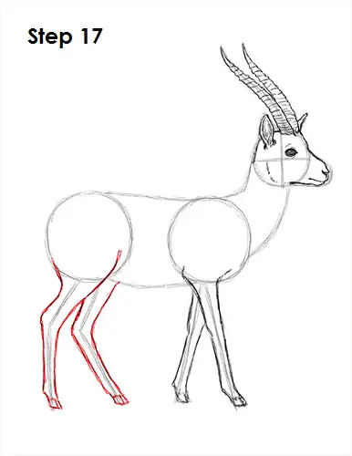 Gazelle Drawing 17 Draw Gazelle 17