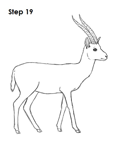 Gazelle Drawing 19 Draw Gazelle 19