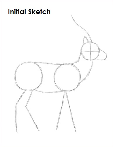 Gazelle Drawing Sketch Draw Gazelle Sketch