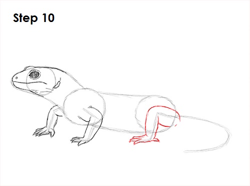 Gecko Drawing 10 Draw Gecko Lizard 10