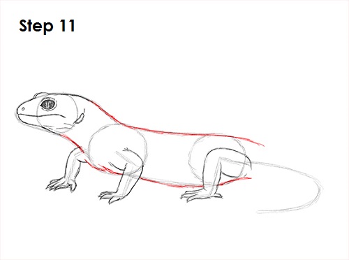 Gecko Drawing 11 Draw Gecko Lizard 11
