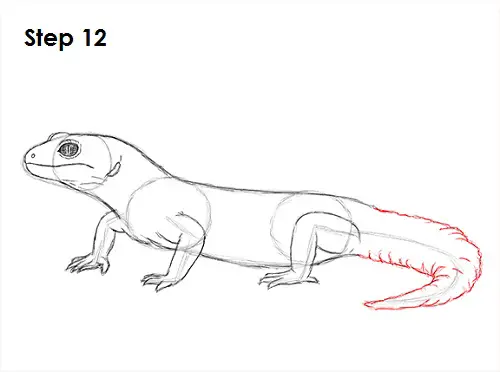 Gecko Drawing 12 Draw Gecko Lizard 12