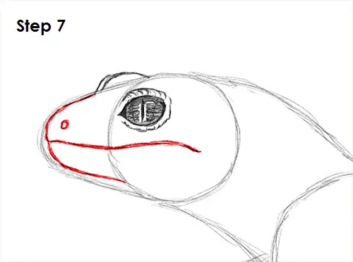Gecko Drawing 7 Draw Gecko Lizard 7