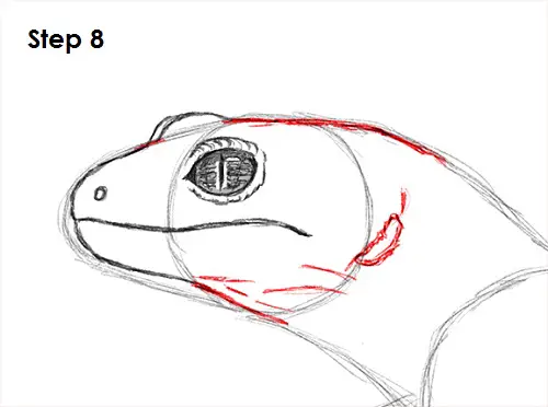 Gecko Drawing 8 Draw Gecko Lizard 8