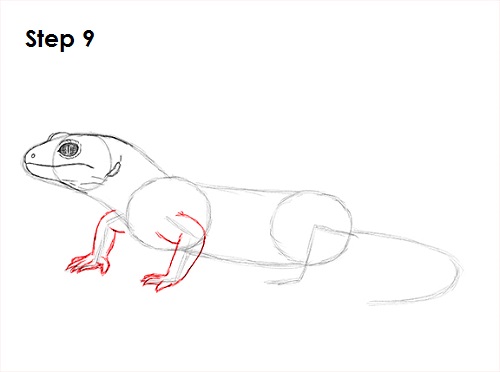 Gecko Drawing 9 Draw Gecko Lizard 9
