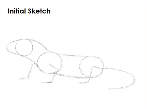 Gecko Drawing Sketch Draw Gecko Lizard Sketch