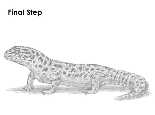 Gecko Drawing Draw Gecko Lizard