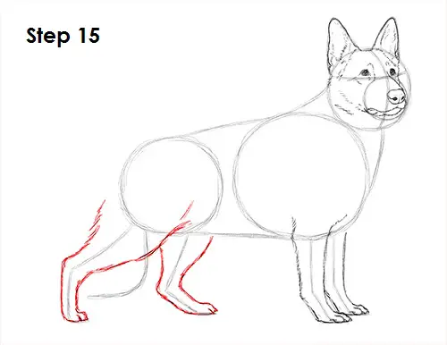 German Shepherd Drawing 15 Draw German Shepherd Dog 15