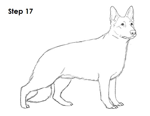 German Shepherd Drawing 17 Draw German Shepherd Dog 17