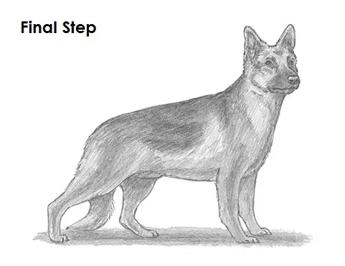 German Shepherd Drawing Last Draw German Shepherd Dog Last