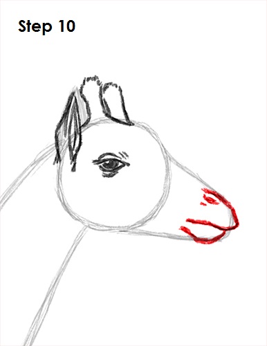 Giraffe Drawing 10 Draw Giraffe 10
