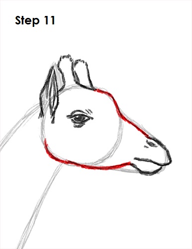 Giraffe Drawing 11 Draw Giraffe 11