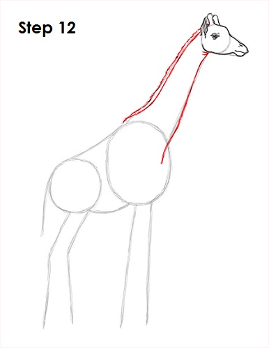 Giraffe Drawing 12 Draw Giraffe 12