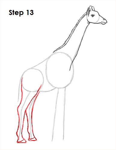 Giraffe Drawing 13 Draw Giraffe 13